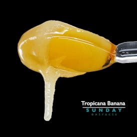 1g Concentrate Tropicana Banana