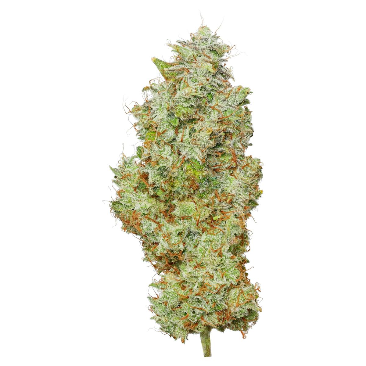 lemon-tree-enlighten