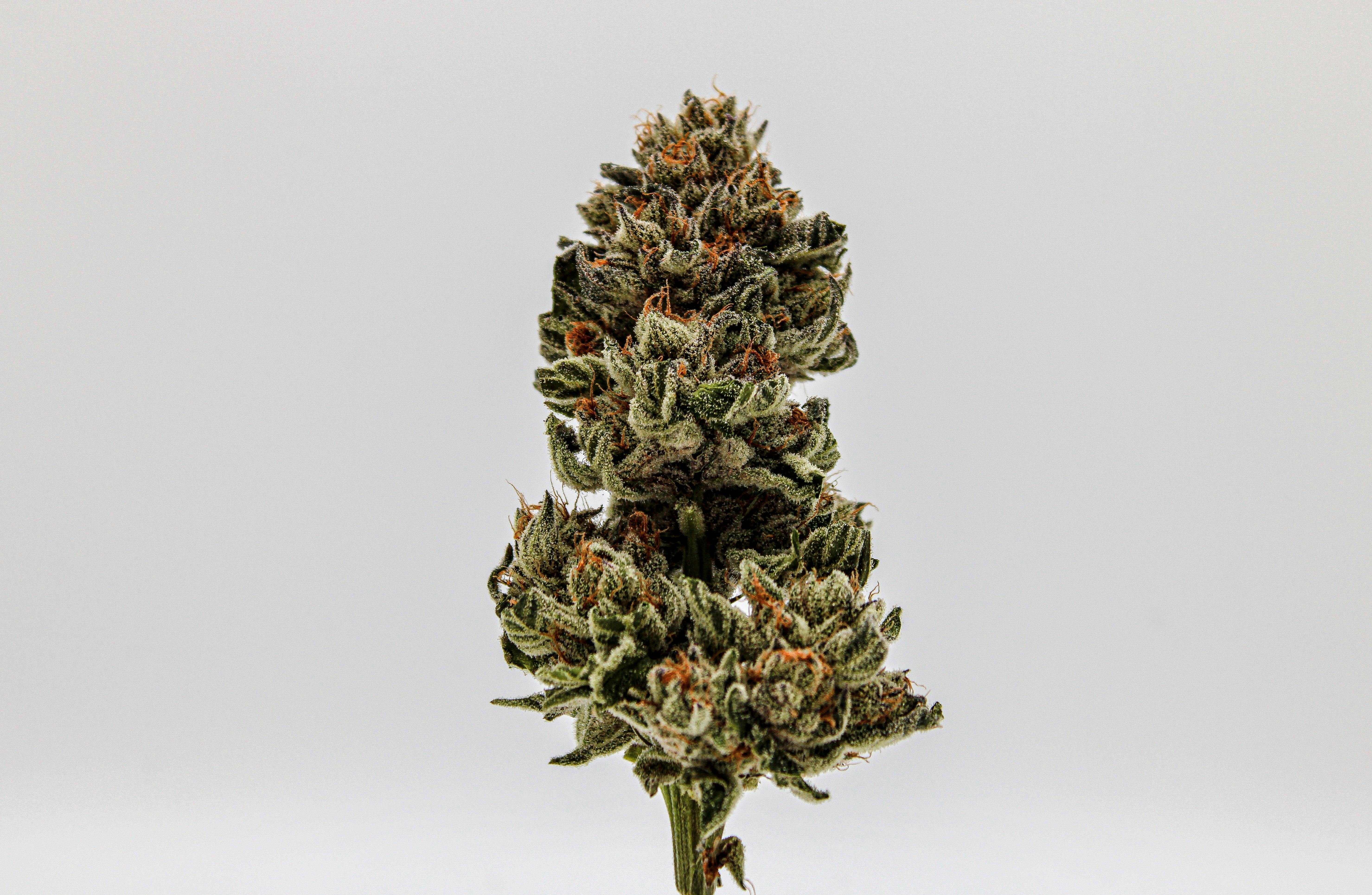 River Remedy: Mimosa 3.5g