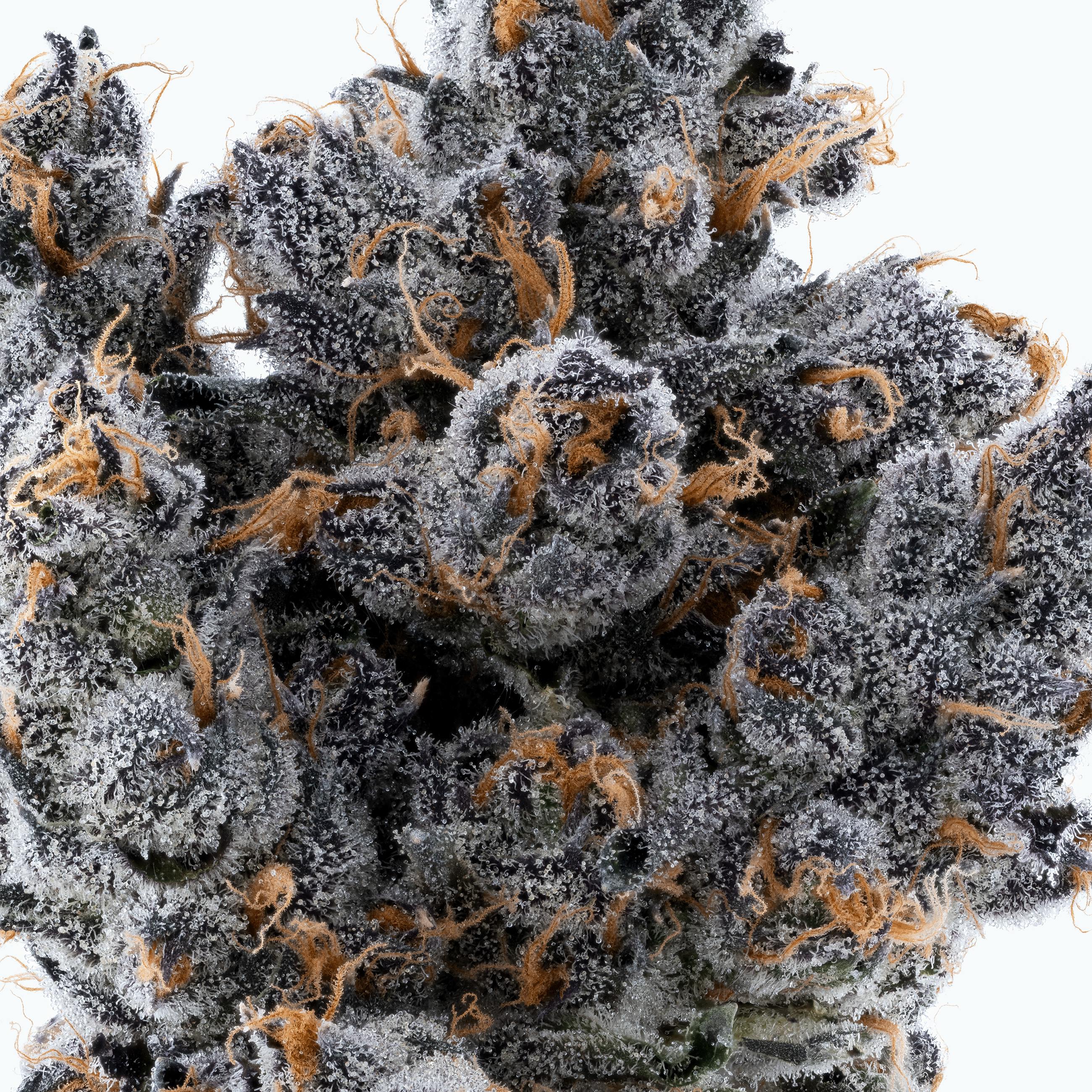 Lumpy's Flowers — Apple Fritter