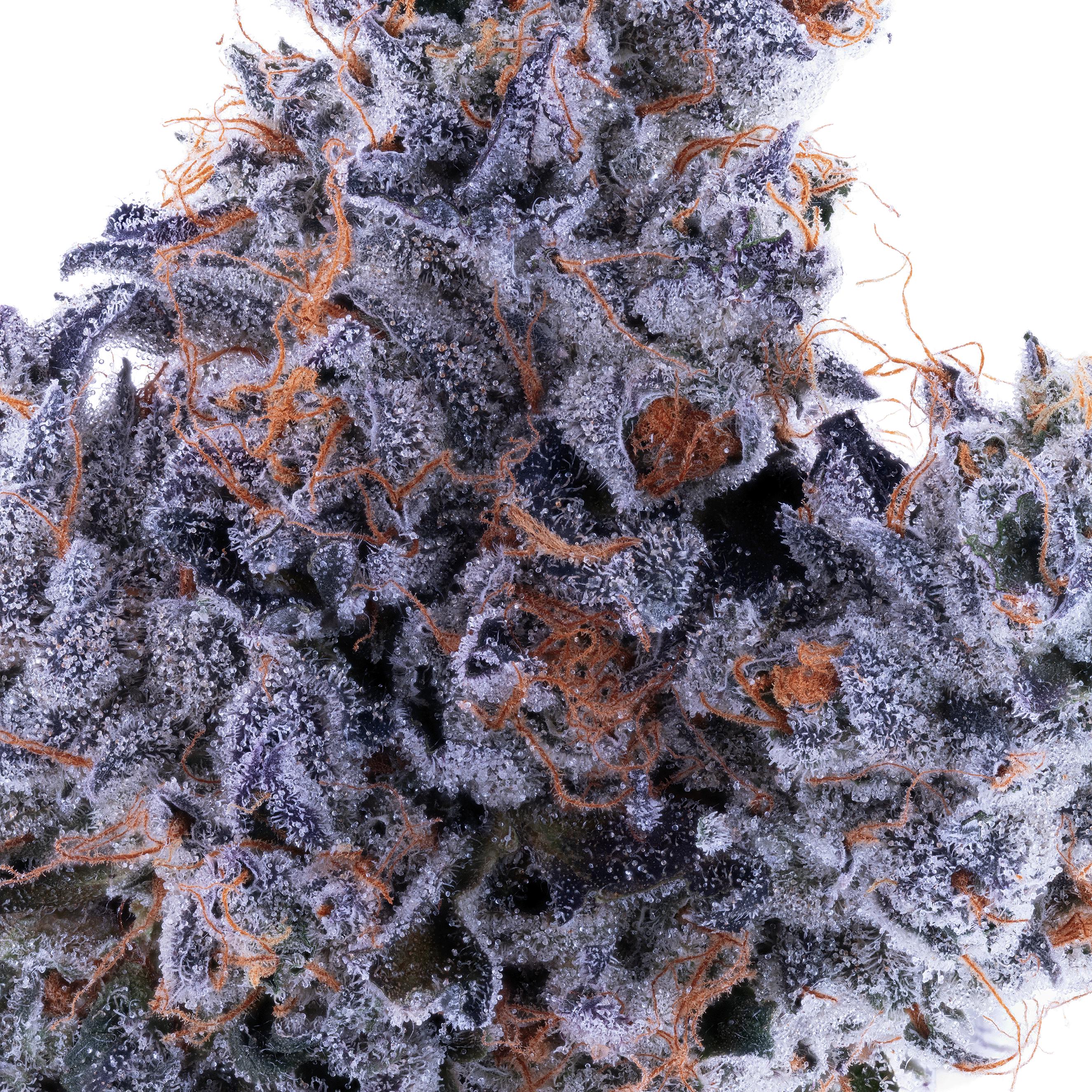 Lumpy's Flowers — Cherry Jane