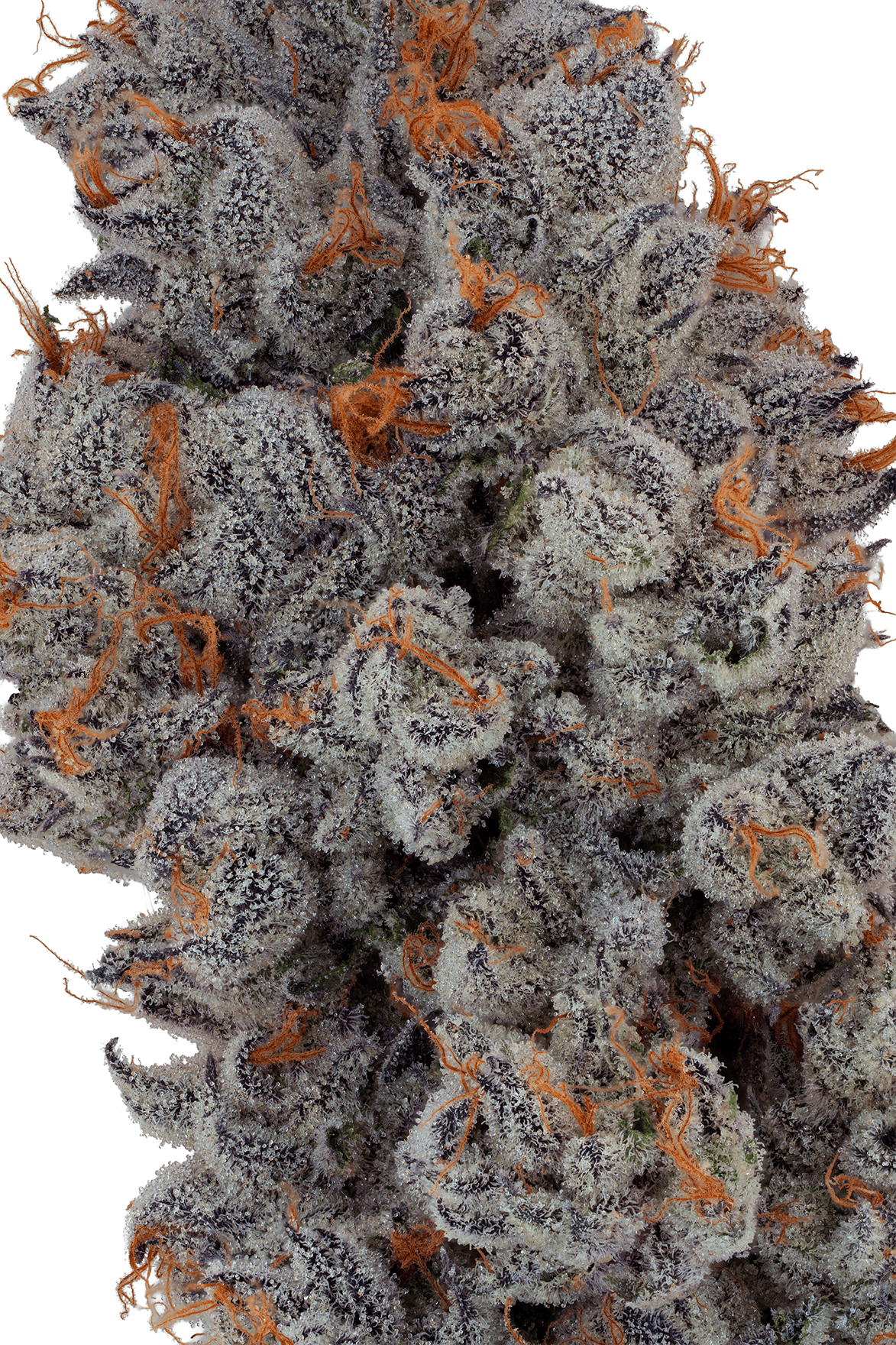 Lumpy's Flowers | Benanimals | 1g Pre-Roll