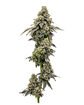 Maple Breath