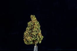 Farmer and the Felon | Zelato 1 G