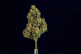 Farmer and the Felon | Flower Lemon Gelato 1oz