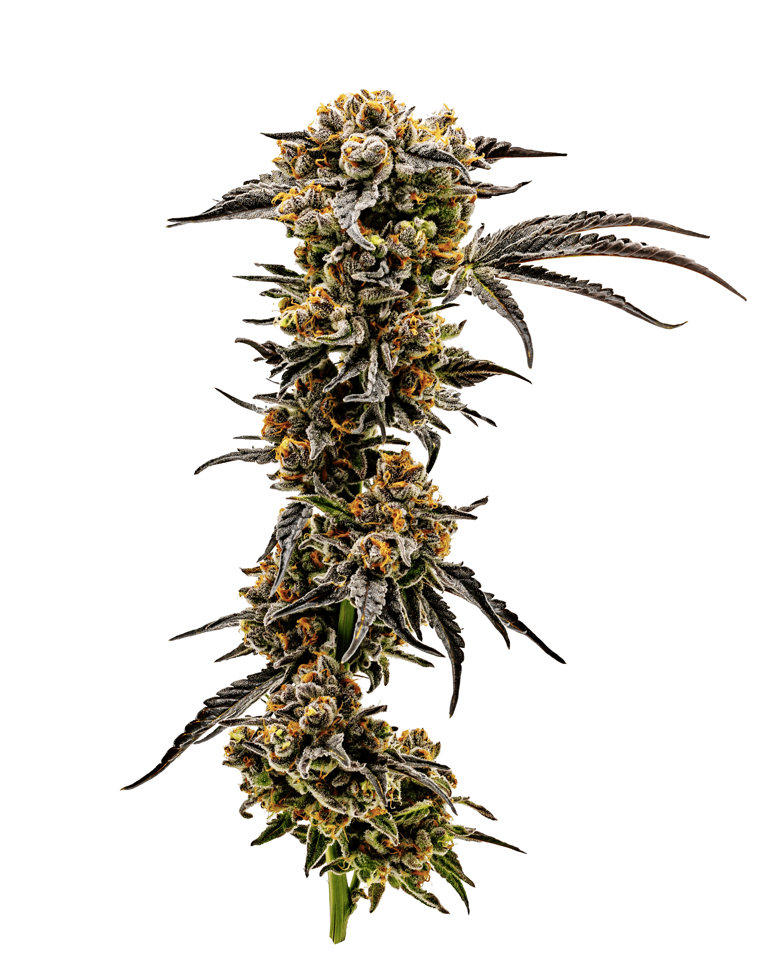 Sundae Driver Flower 3.5g by Heartland Farms