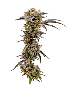 Sundae Driver