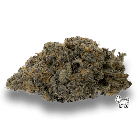 PYXY STYX | BIG BUDS