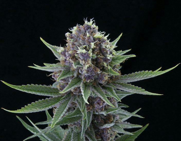 Deep Sea