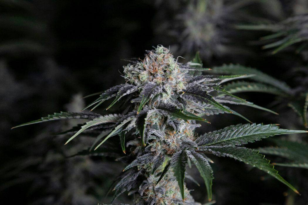 Diesel Thai by Sooner Glue