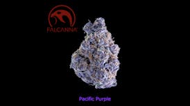 Falcanna - Pacific Purple