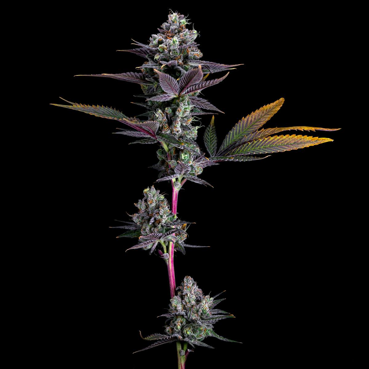 Banana Puddintain Resonant Cultivation