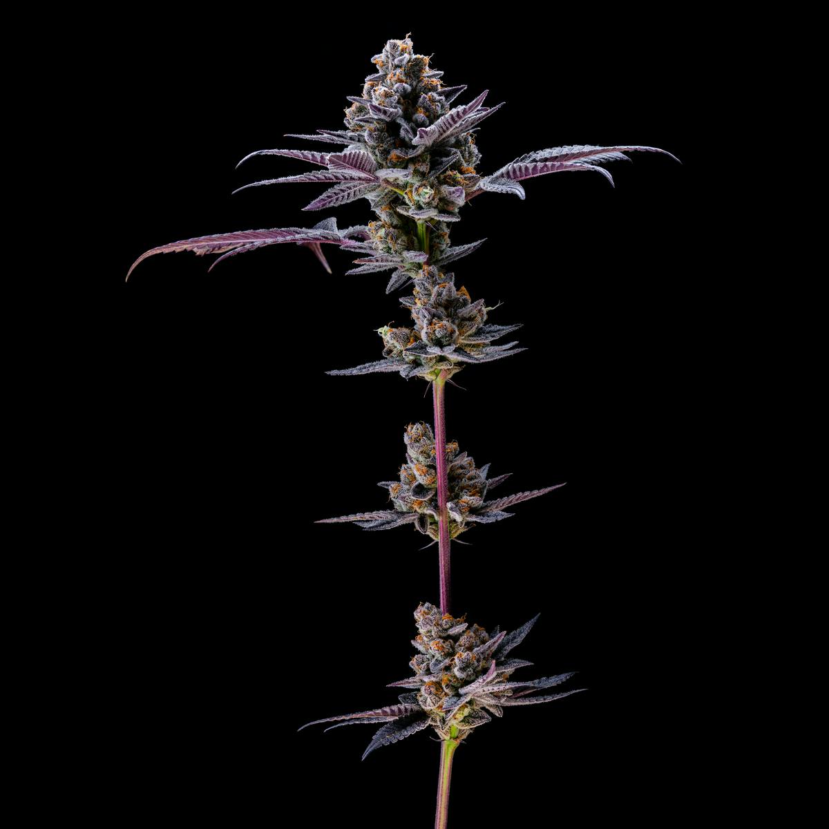 Funk Fakers - Resonant Cultivation