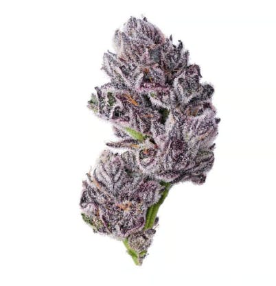 Blue Chip Pink Zushi