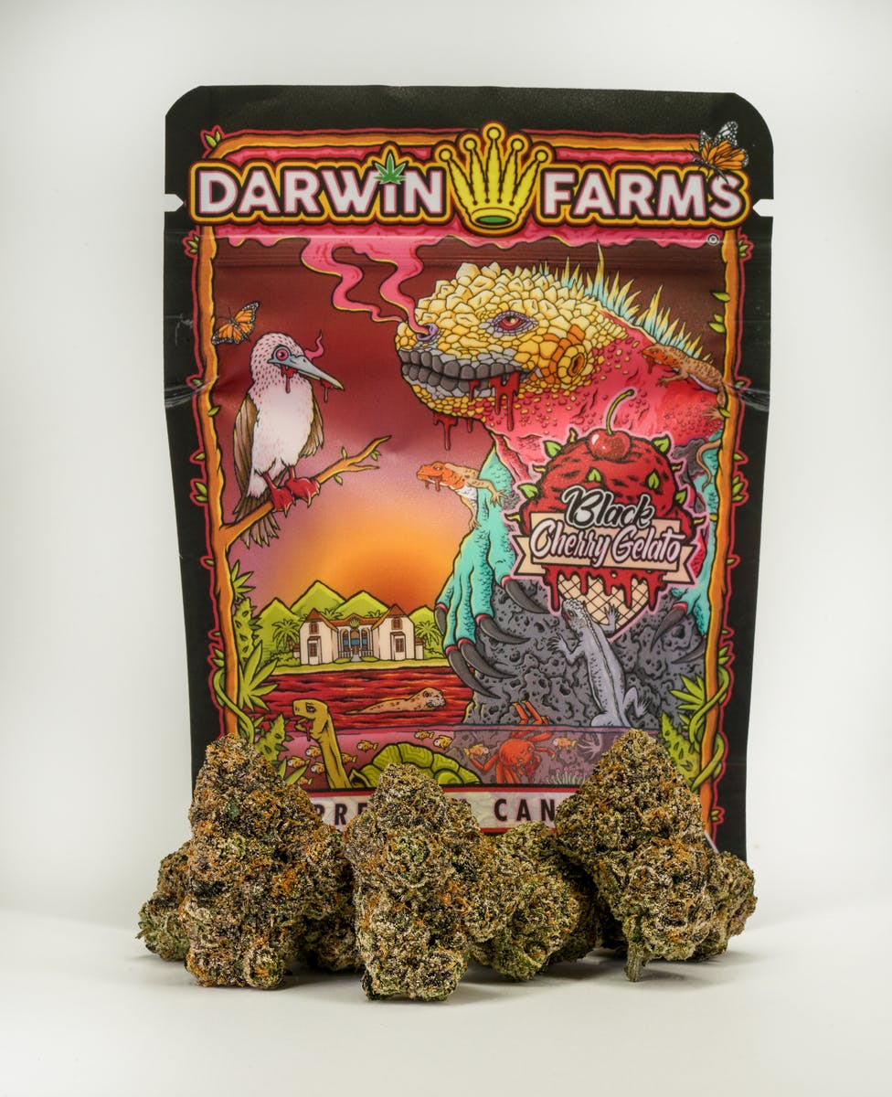 Black Cherry Gelato Darwin Farms