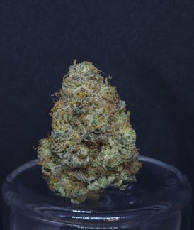 GMO Cookies .5g Pre-Roll