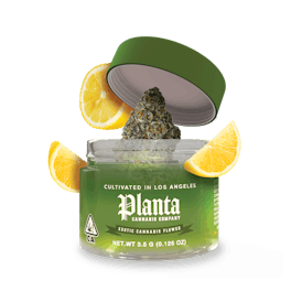 Gelonade | Flower | 3.5g