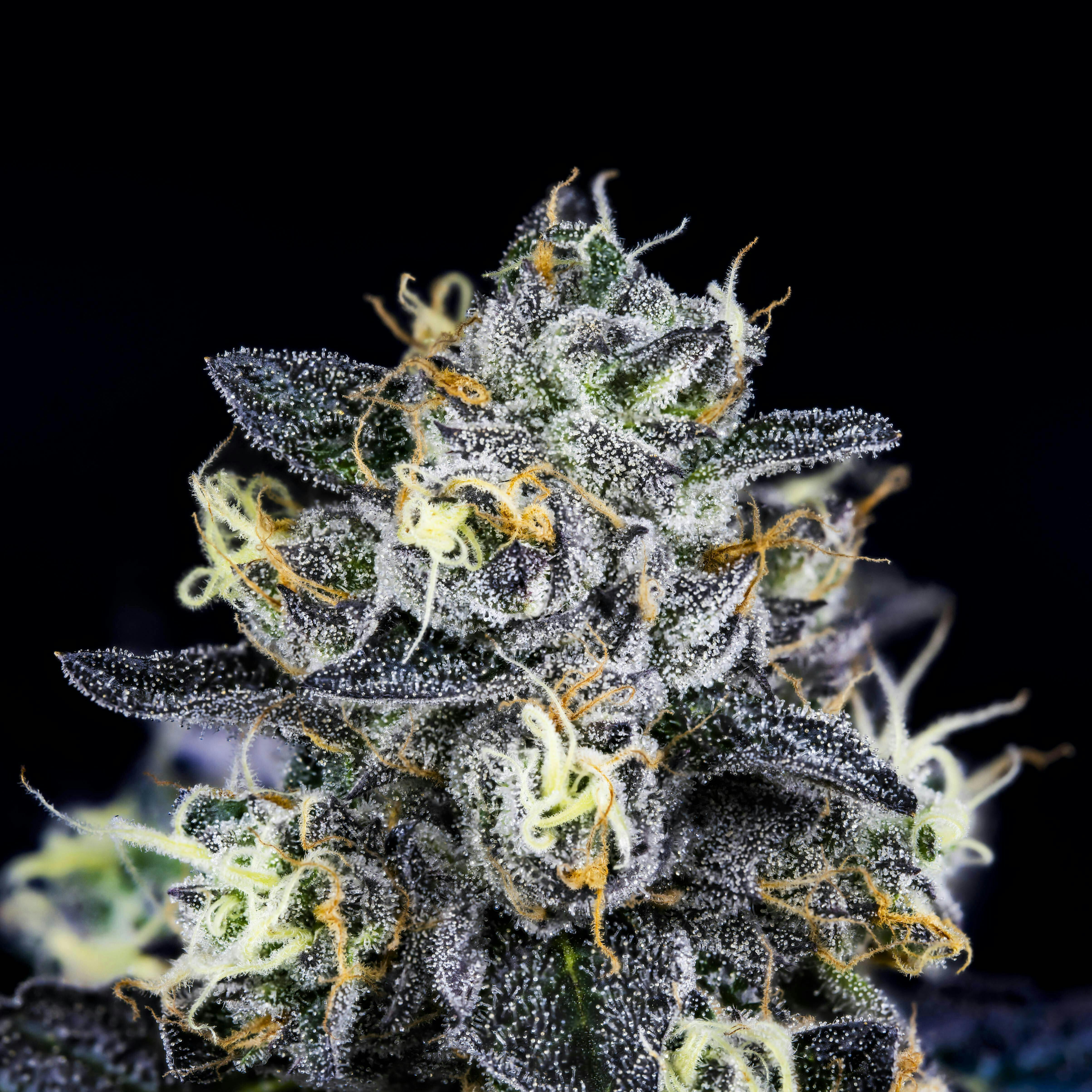 B Buds - 8 Inch Bagel (GMO X Project 4516)