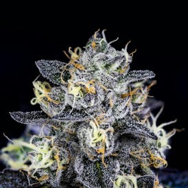 B Buds - 8 Inch Bagel (GMO X Project 4516)