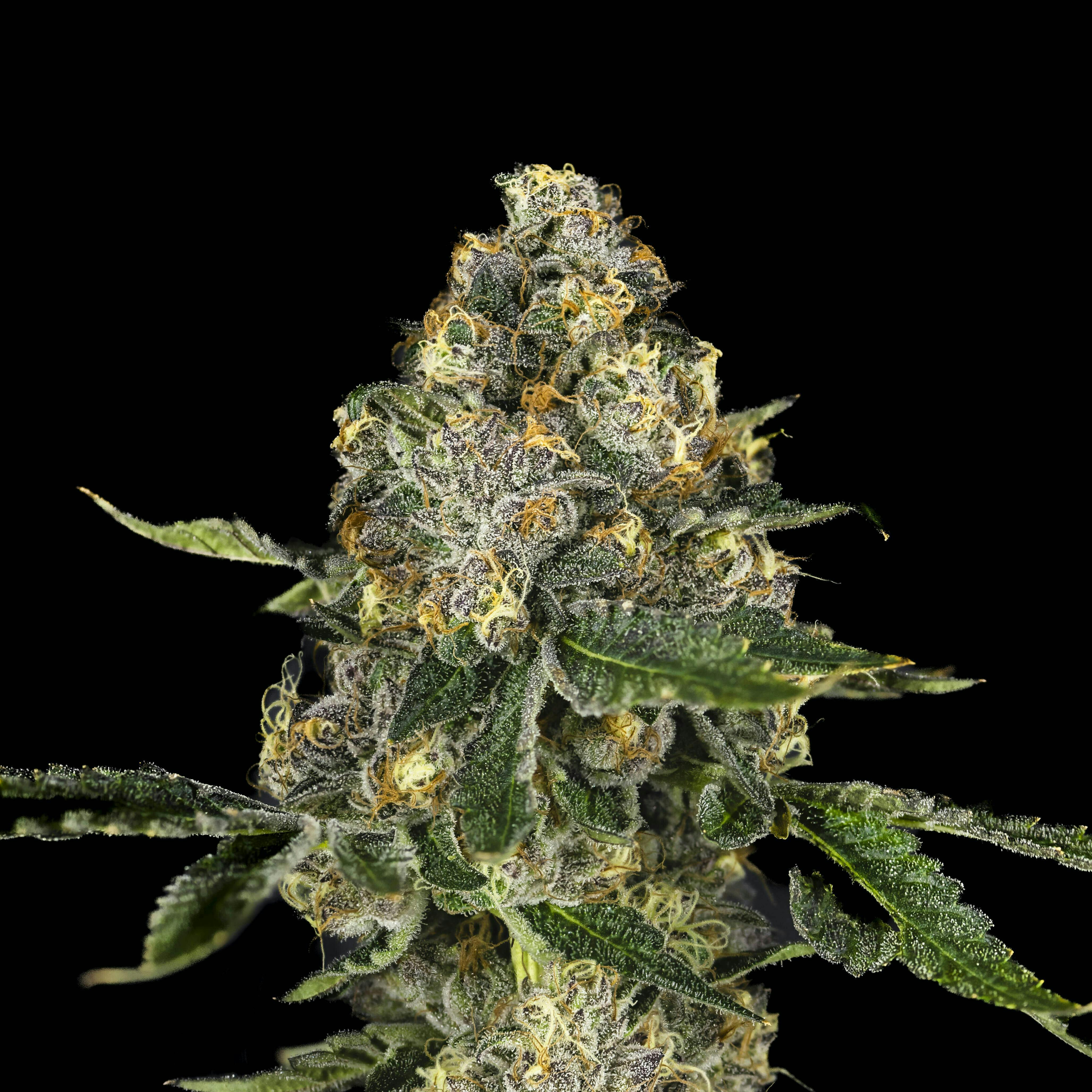 Big Buds - Bubble Bath (The Soap X Project 4516)