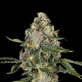 Big Buds - Bubble Bath (The Soap X Project 4516)