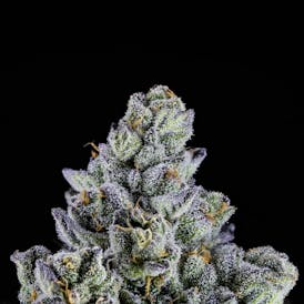 Big Buds - Pie Scream (Wedding Pie x Gelato #33)