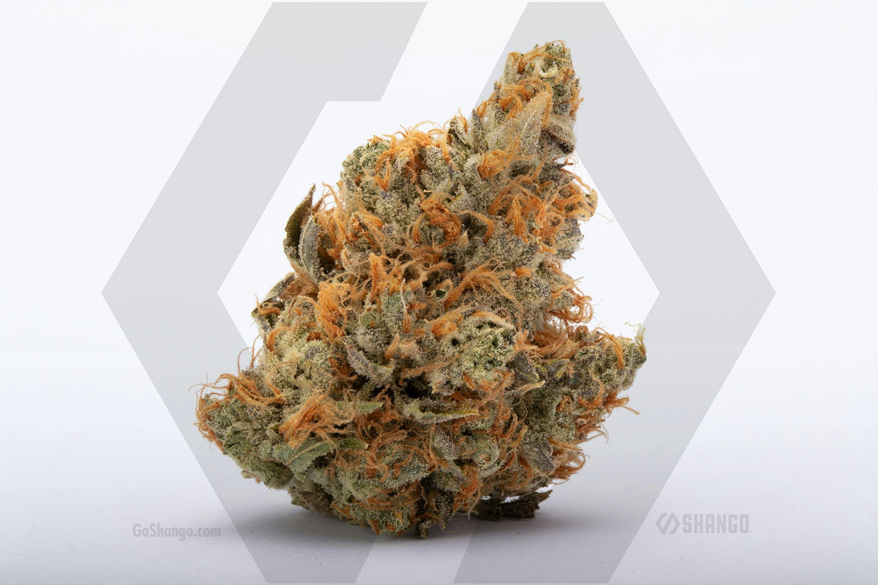 I95 Chem 1/4 by Shango