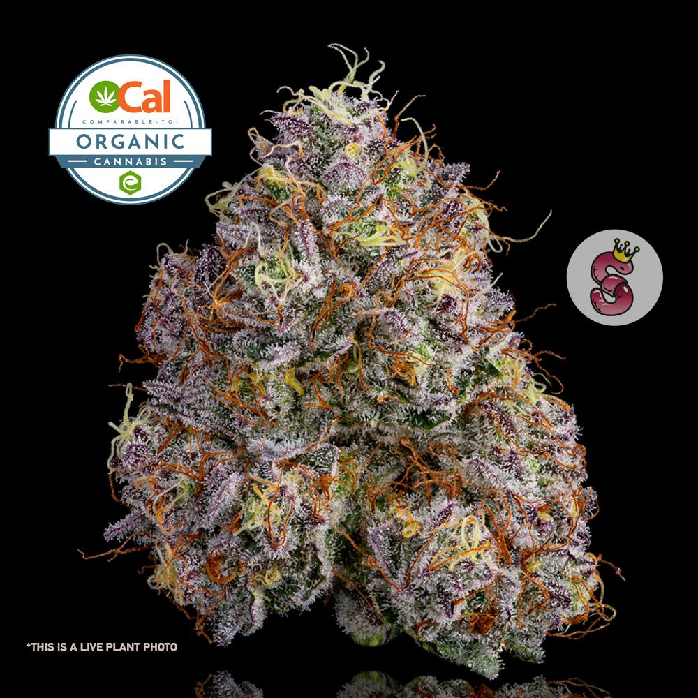 Neon Sunshine - No Till Kings