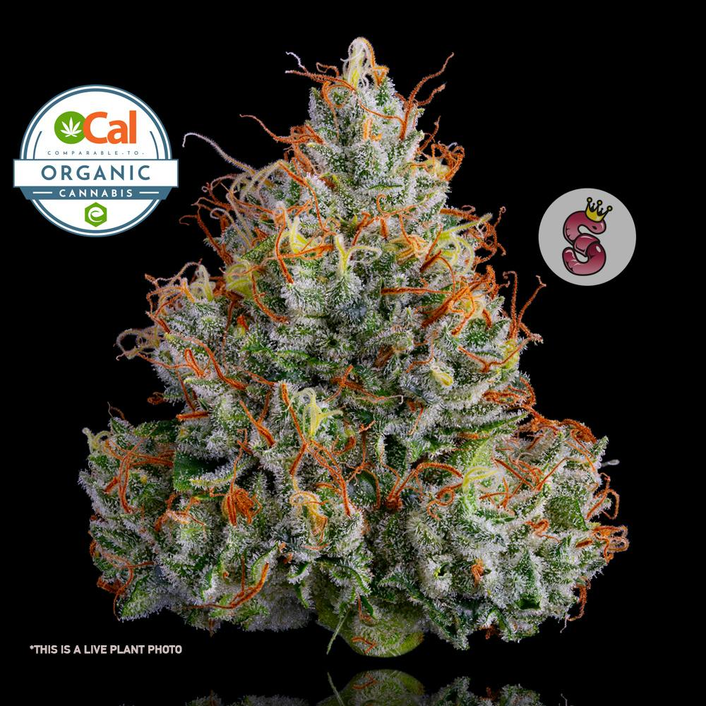 No Till Kings — Lemon Banana Sherbet