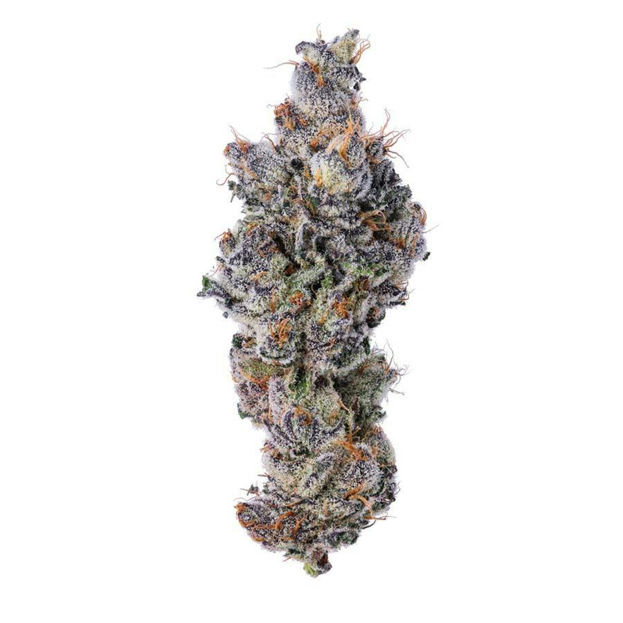Blue Chip - Purple Escobar - Purple Lotus