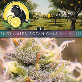 Enchanted Botanicals | Lemon Skunk | Flower