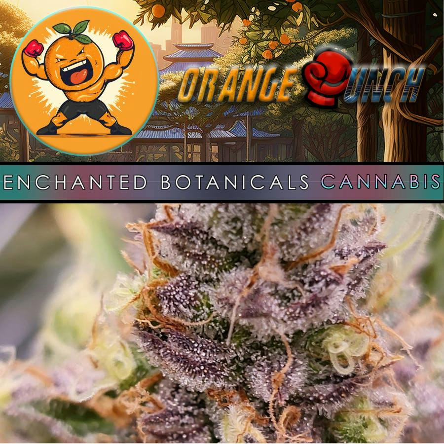 Enchanted Botanicals | Orange Punch | Flower by Enchanted Botanicals