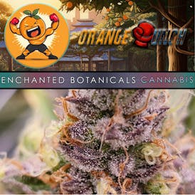 Enchanted Botanicals | Orange Punch | Flower