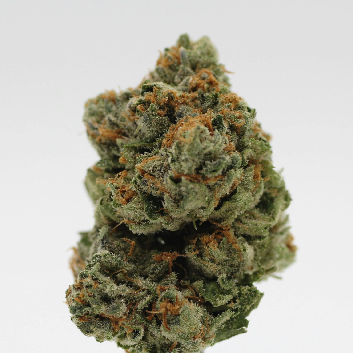 Gelato 41 | Flower | 14g by Canna Organix