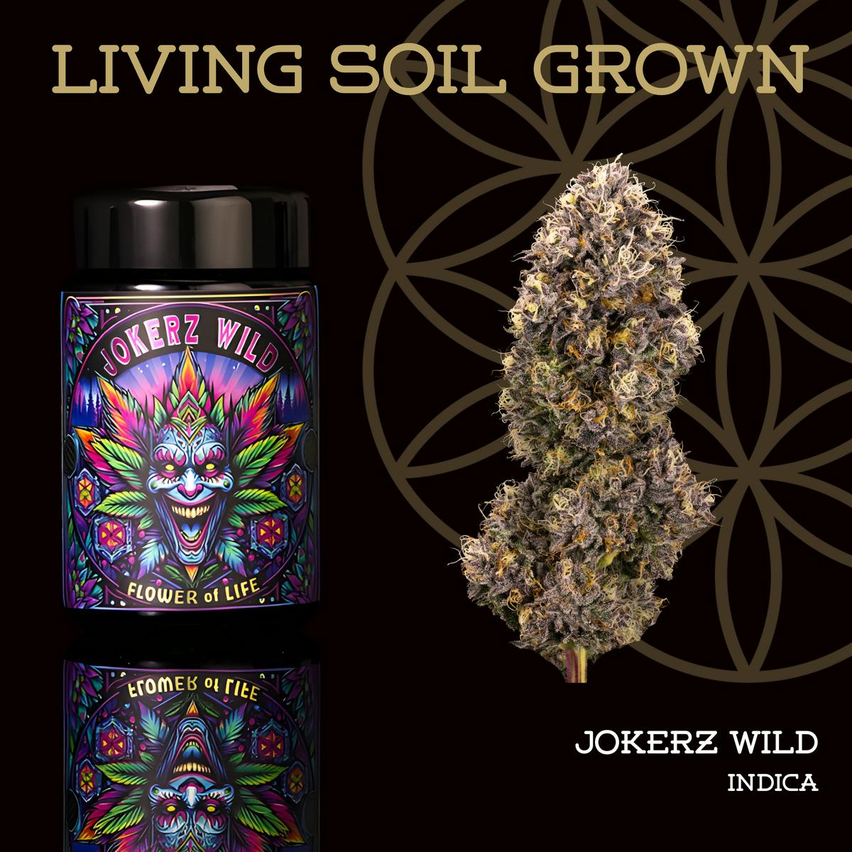 Jokerz Wild | Prepack | Miron Jar | Living Soil by Flower of Life