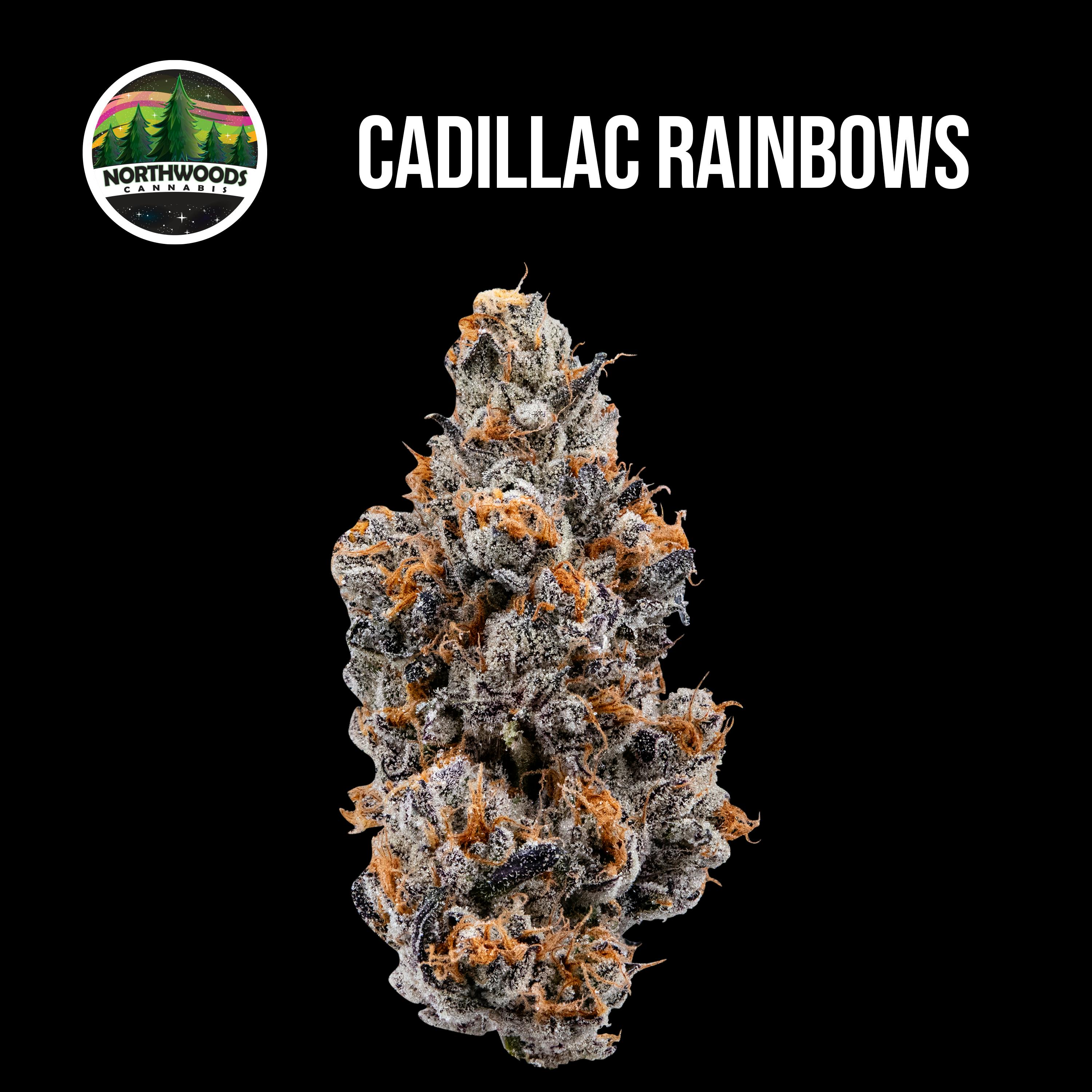Cadillac Rainbows Flower at UpLift