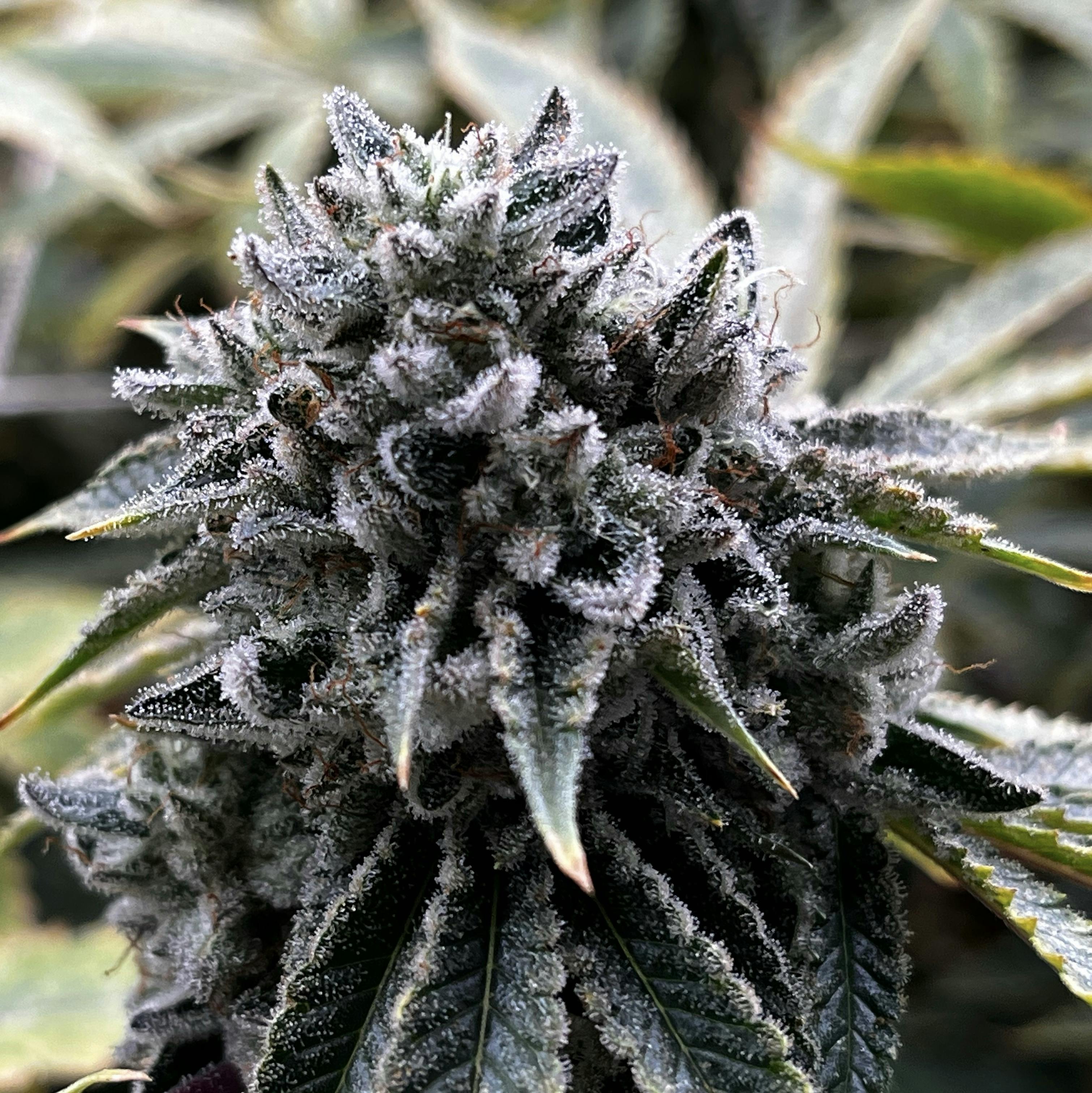 Sour Animal