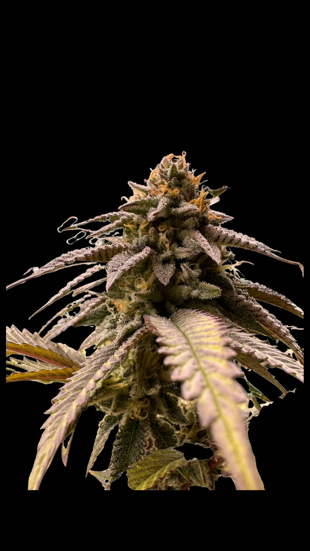 Florida Kush