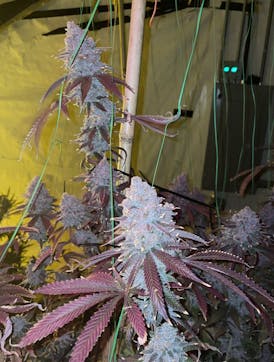 Tropicana Cherry Small Buds