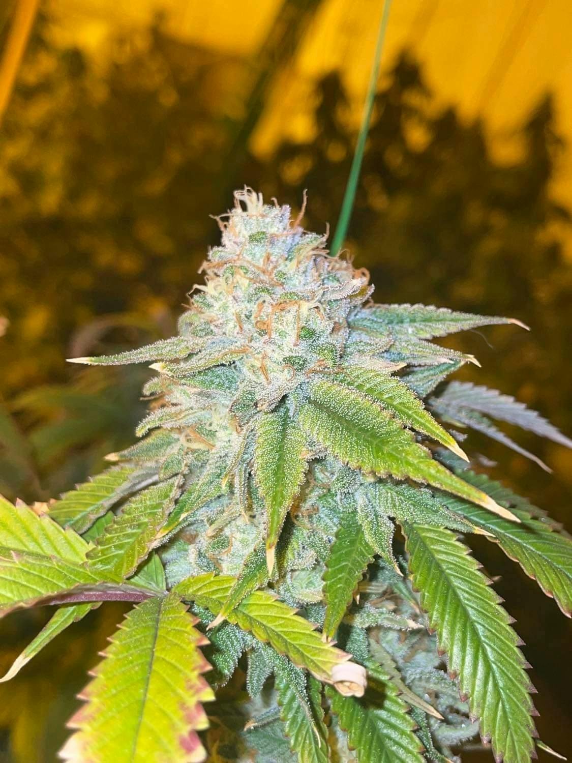 Sundae Driver Small Buds at Lake Smoke Farm