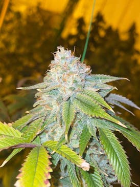 Sundae Driver Small Buds