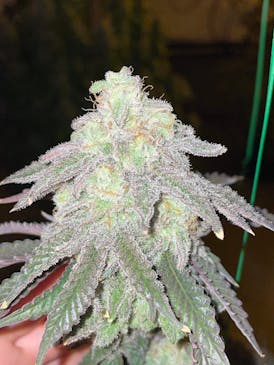 MAC 1 Small Bud