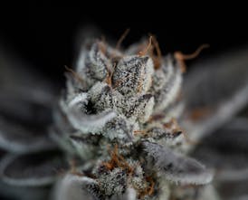 butter | Alien Cookies x Kush Mints #11