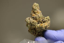Tundra Farms Cheetah Piss Flower Bud