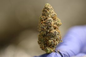 Tundra Farms Double Mints Flower Bud