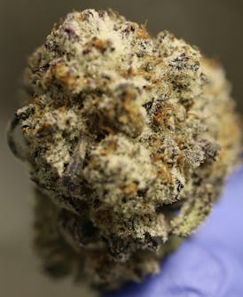 Tundra Farms Gelatti Flower Bud