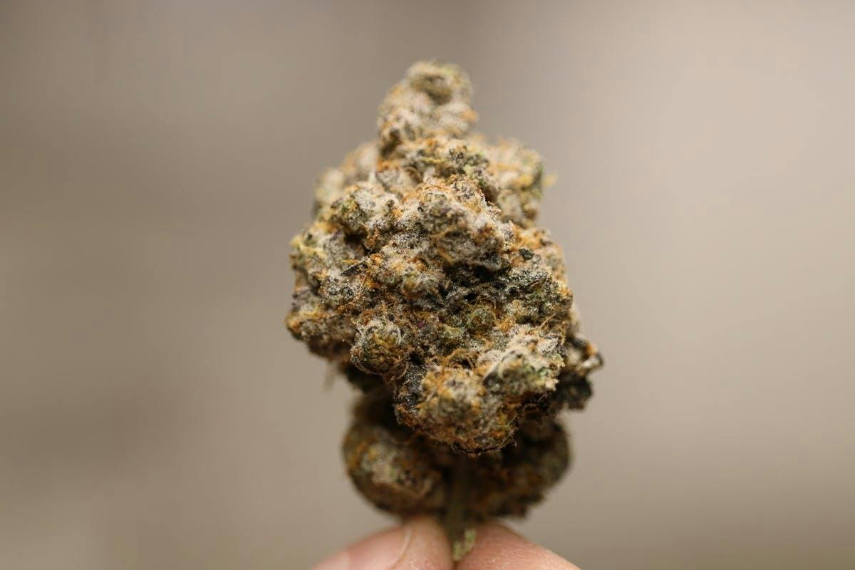 Tundra Farms GP OG Flower Bud by Tundra Farms