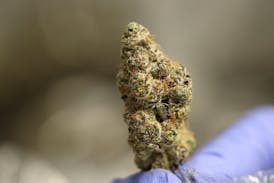 Tundra Farms Ice Queen Flower Bud