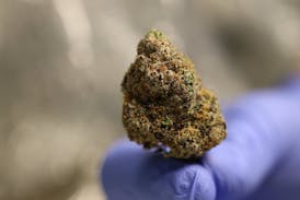 Tundra Farms Motor Breath Flower Bud