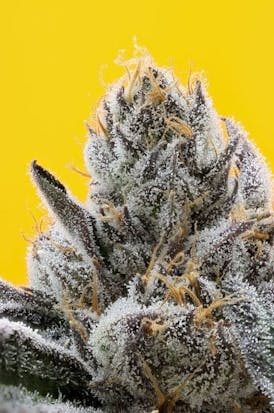 Cake Crasher Flower | 7g